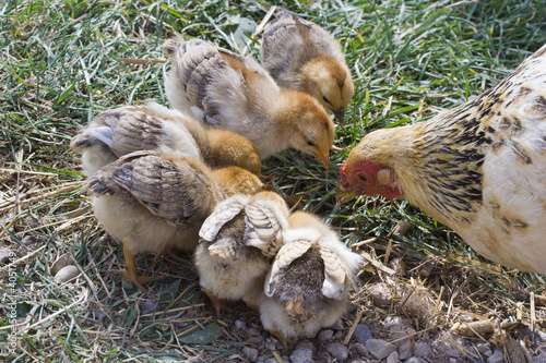 Billede på lærred Mother hen with baby chicks