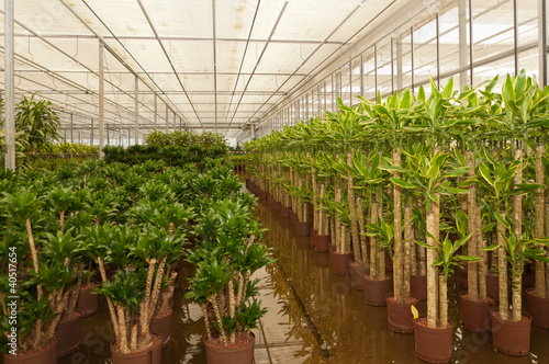 Various houseplants in a hydroculture plant nursery