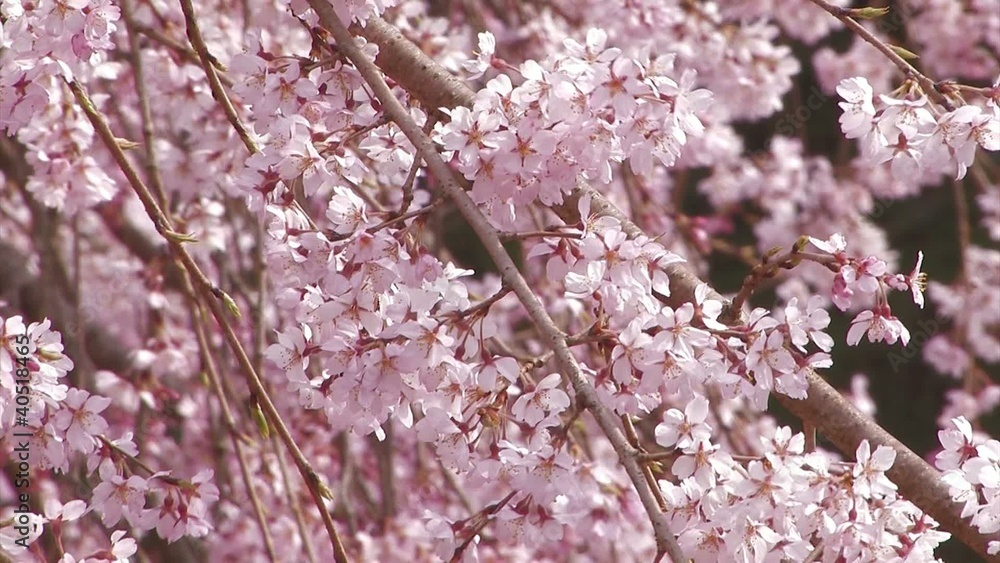 Weeping cherry tree in Yamanobe road,Nara,Japan_3