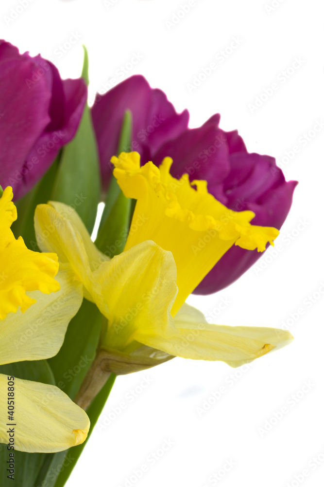 spring flowers close up spring flowers close up