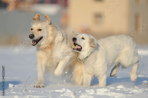 Собаки породы лабрадор бегут по зимнему полю