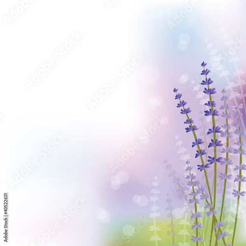 lavender background