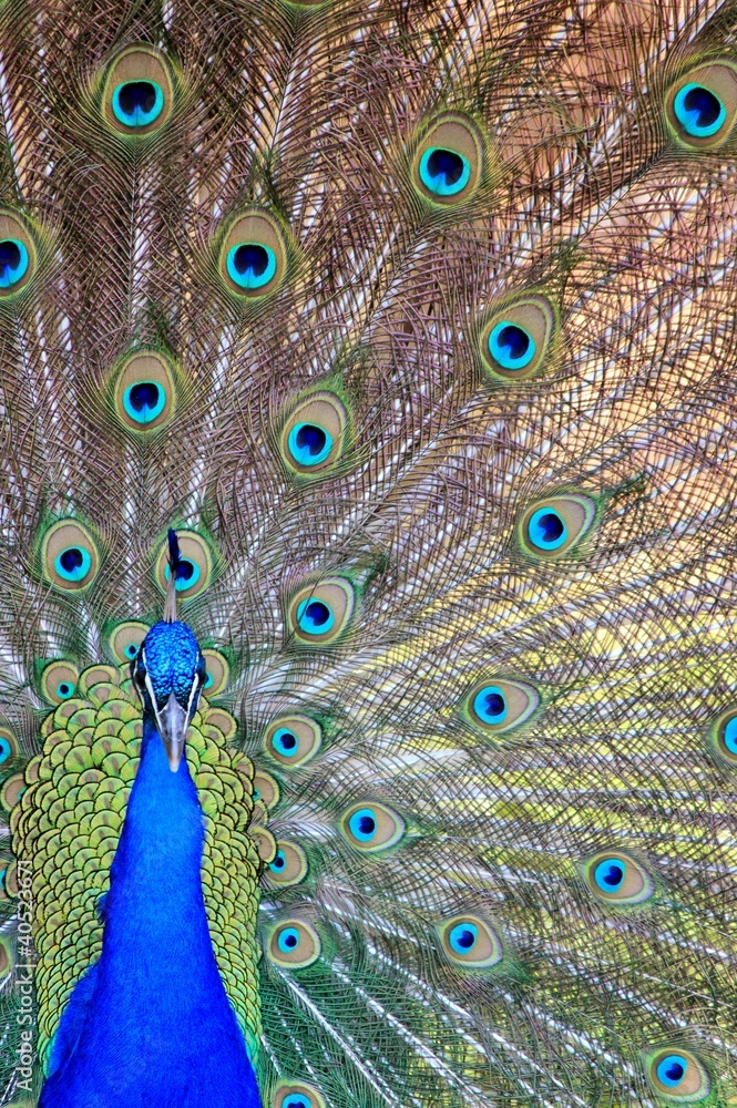 Obraz premium Peacock -3