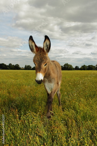 A Young Donkey on the Field