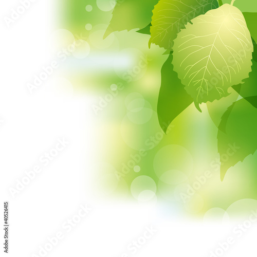 green leaves background