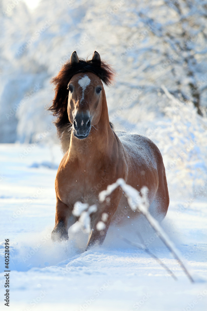 Obraz premium Bay horse running in winter
