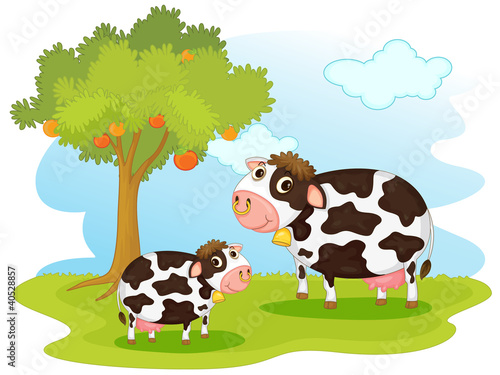 2 cows