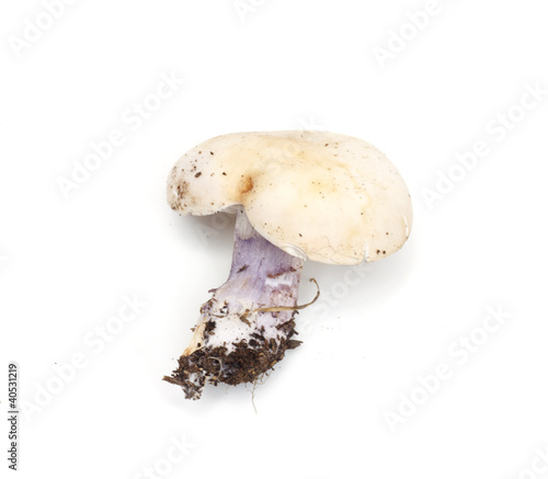 mushroom blue foot