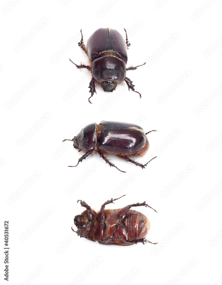 insect dung beetle isolated on white insect dung beetle isolated on white