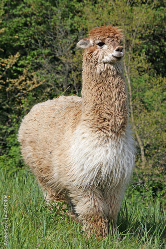 alpaca with the body covered with soft woolly curls