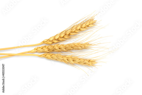 sheaf of dried ears of corn isolated on white