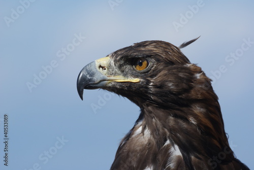 Golden eagle in profile