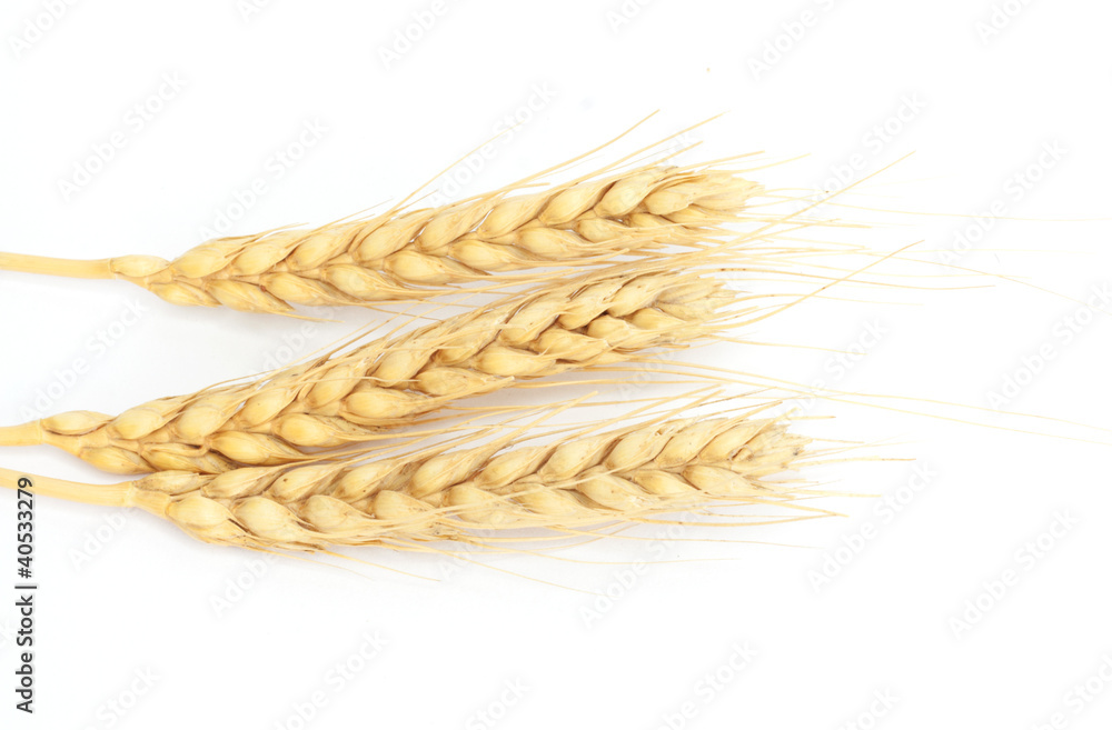 Spike of wheat isolated Spike of wheat isolated