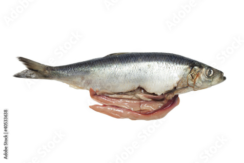 salted herring on white background photo