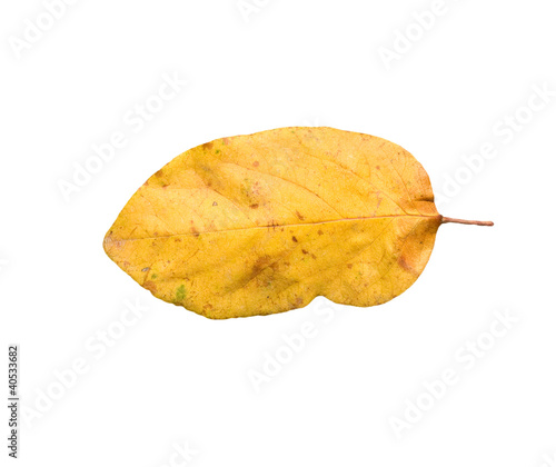Yellow autumn leaves on a white background