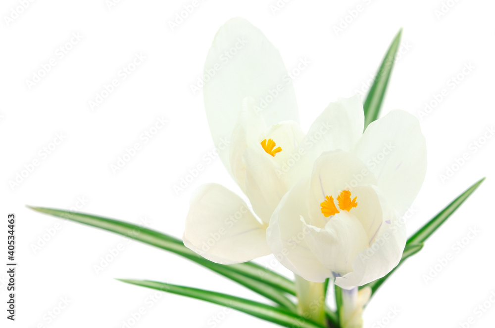 Fototapeta premium White crocuses