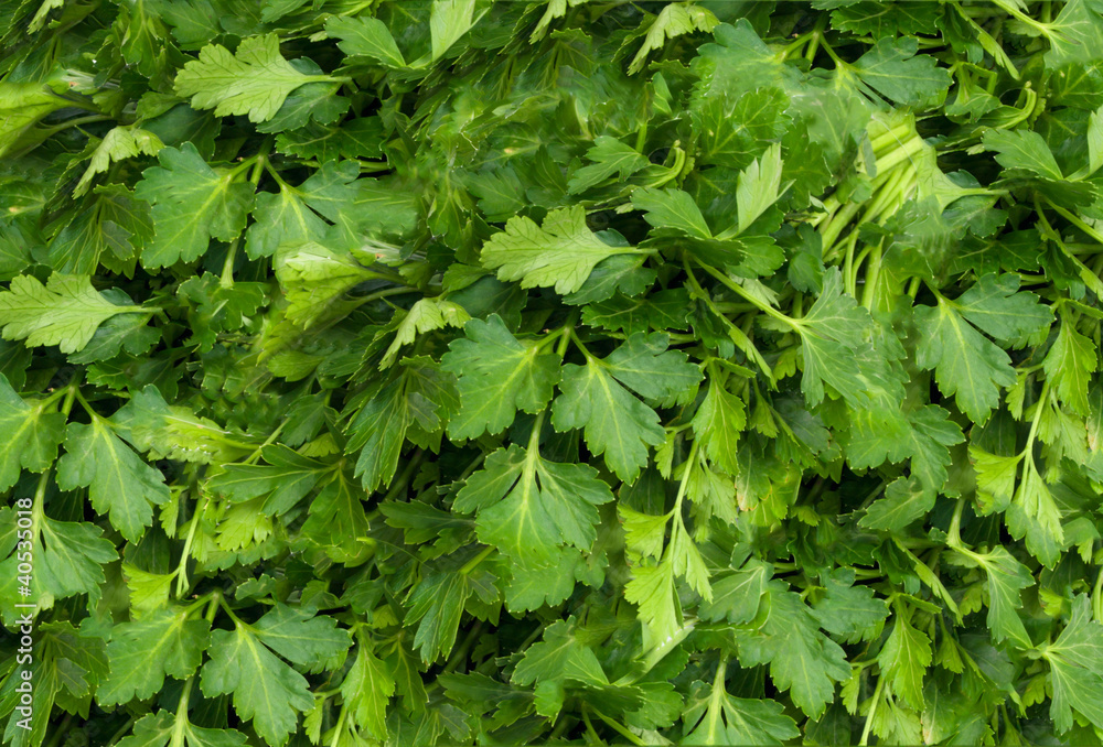 Bunch of Fresh green parsley i.background Bunch of Fresh green parsley i.background