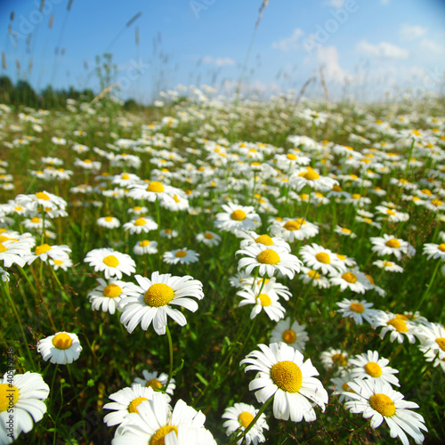 field with white daisies