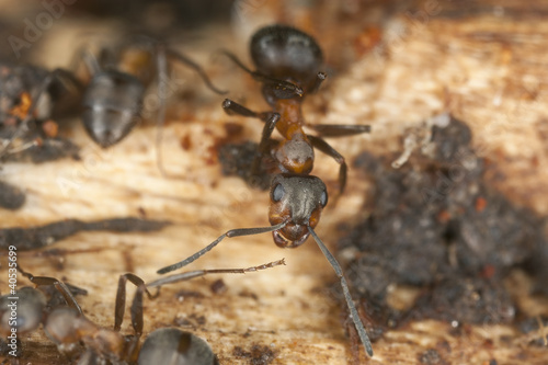 Wood ant (Formica rufa) extreme close up with high magnification
