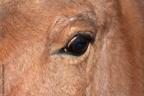 Closeup of a horse s eye