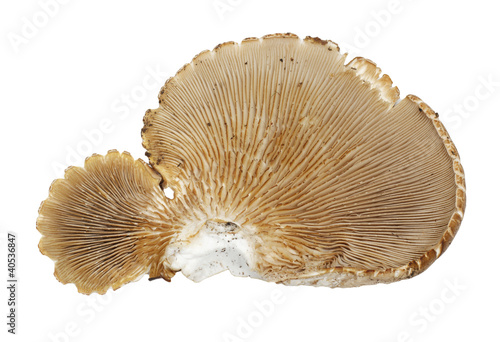 old oyster mushroom