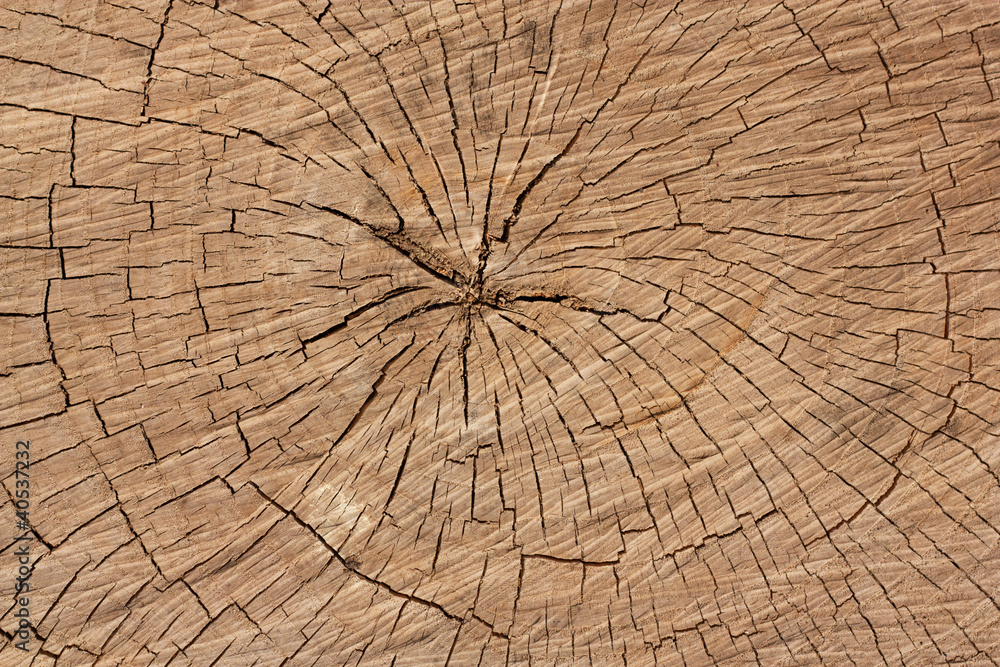 Fototapeta premium rings of a tree as a background