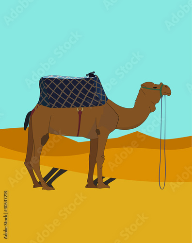 A camel in the desert
