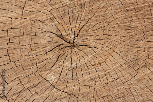 rings of a tree as a background