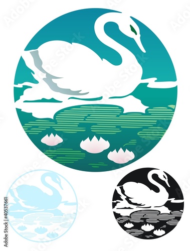 Swan in a lily pond
