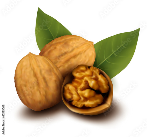Walnuts and a cracked walnut  Vector illustration