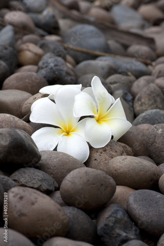 Frangipani flowers on pebble