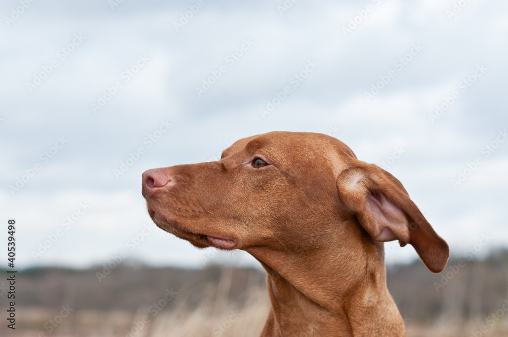 Vizsla Dog (Hungarian Pointer)  in a Field