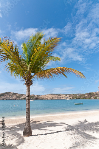 Coconut Palm on a Caribbean Beach