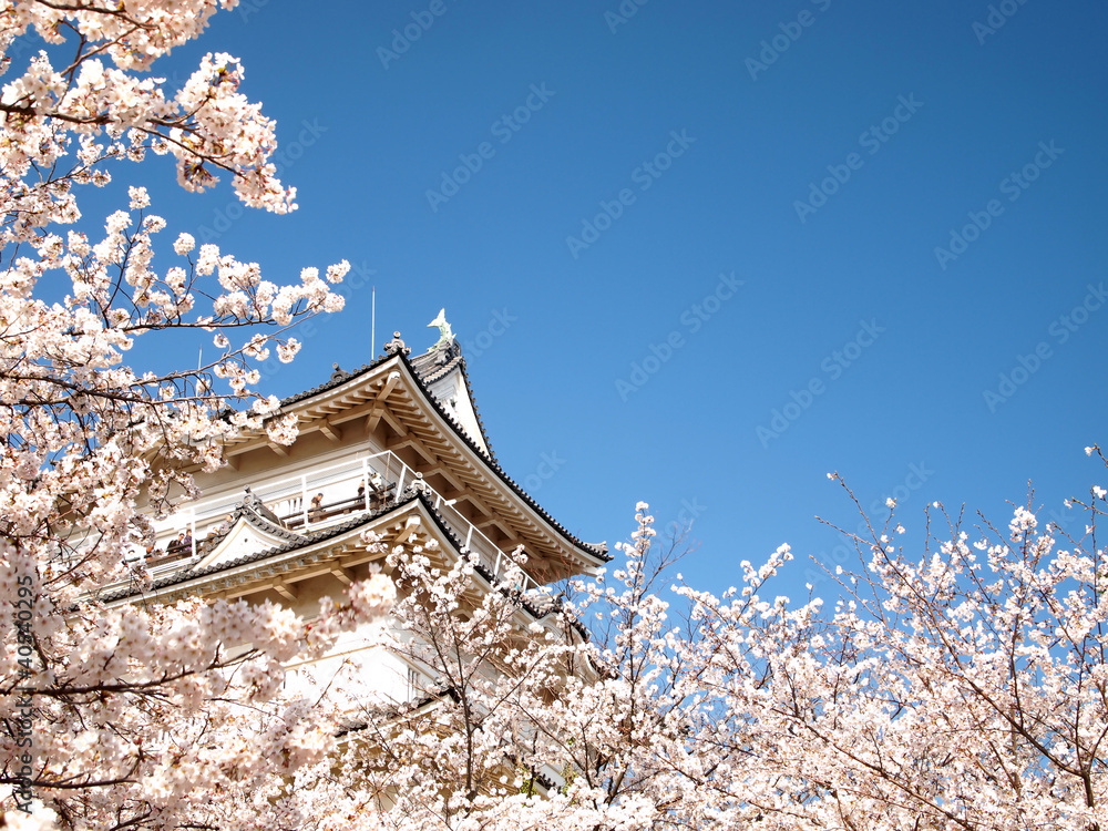 Japanese castle and cherry blossoms in full bloom Japanese castle and cherry blossoms in full bloom