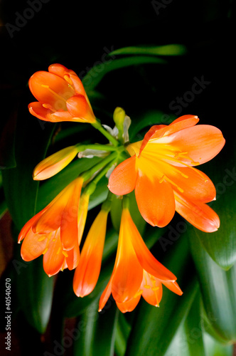 Photography A flowers houseplants, latin name Clivia miniata.
