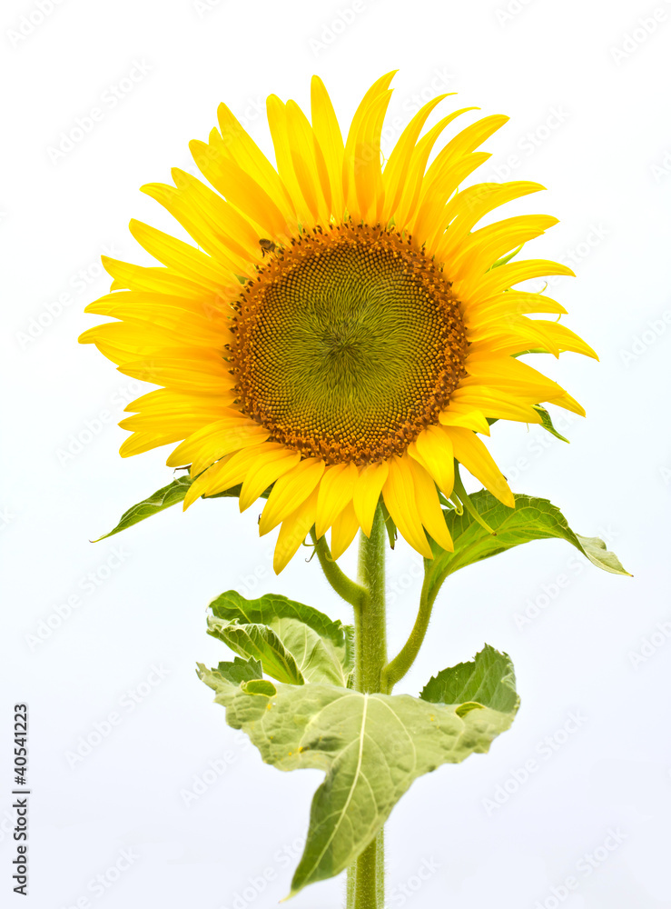 Obraz premium sun flower