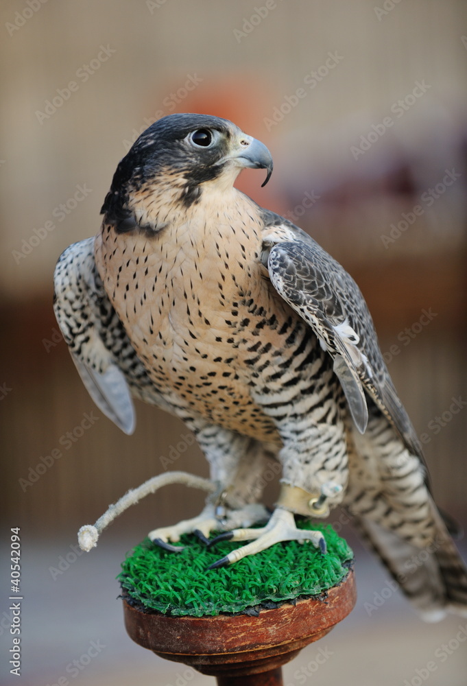 Naklejka premium arab falcon bird