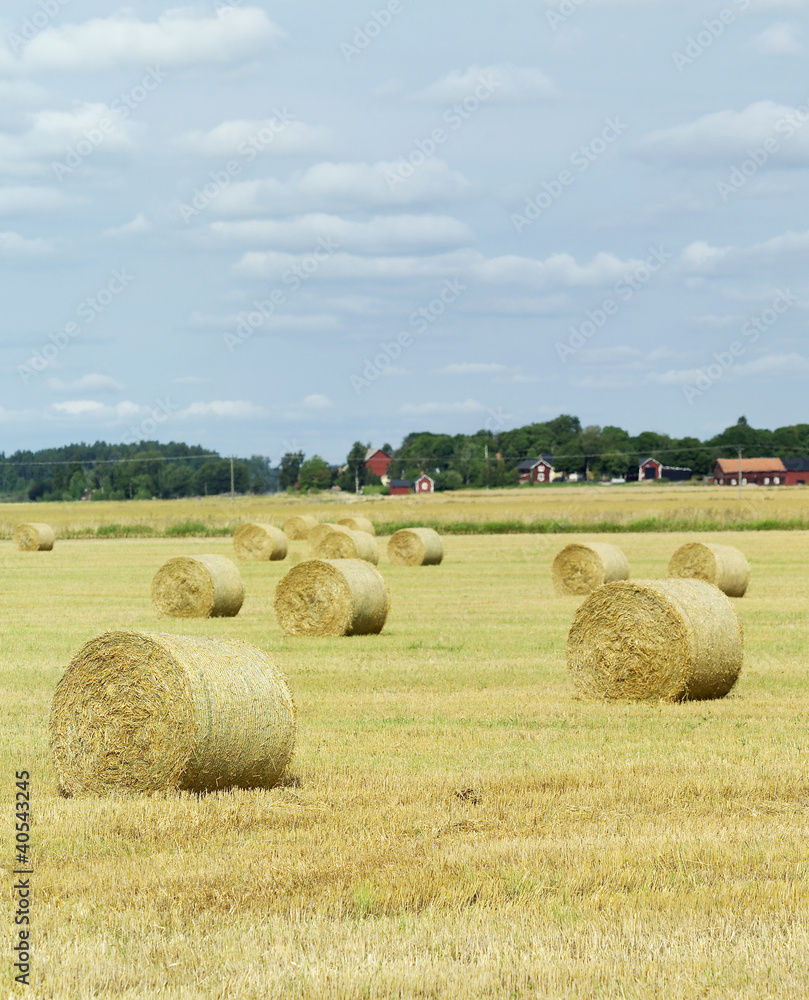 Fototapeta premium Farm Field