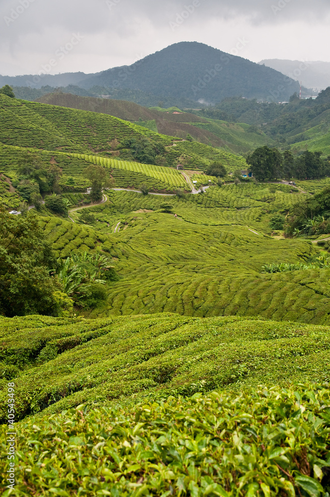 Cameron Highlands tea II Cameron Highlands tea II