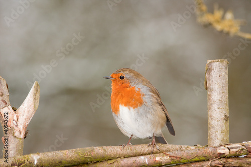 Photo Robin redbreast perched on a branch