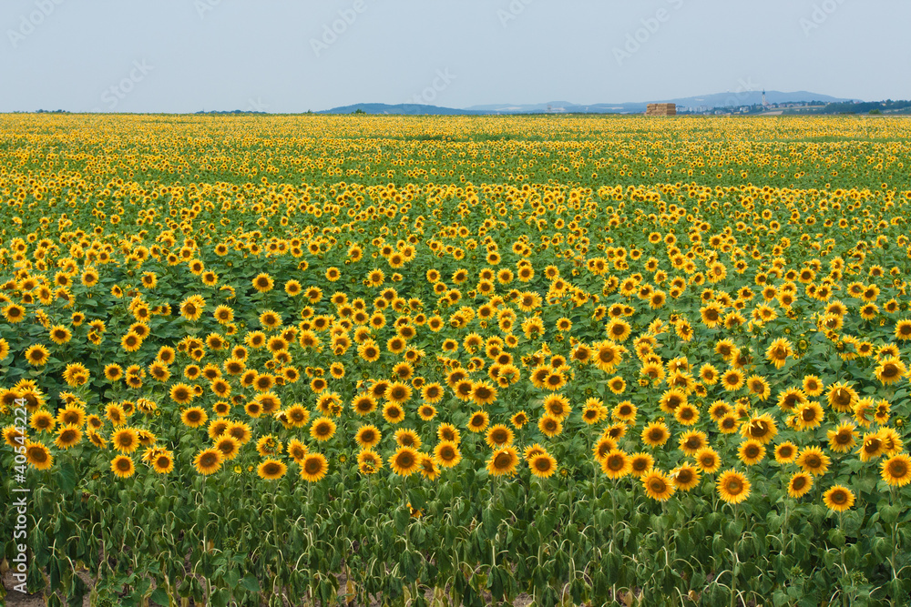 Sunflowers on blue sky Sunflowers on blue sky