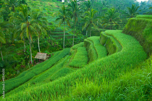 Rice tarrace in mountains on Bali, Indonesia.