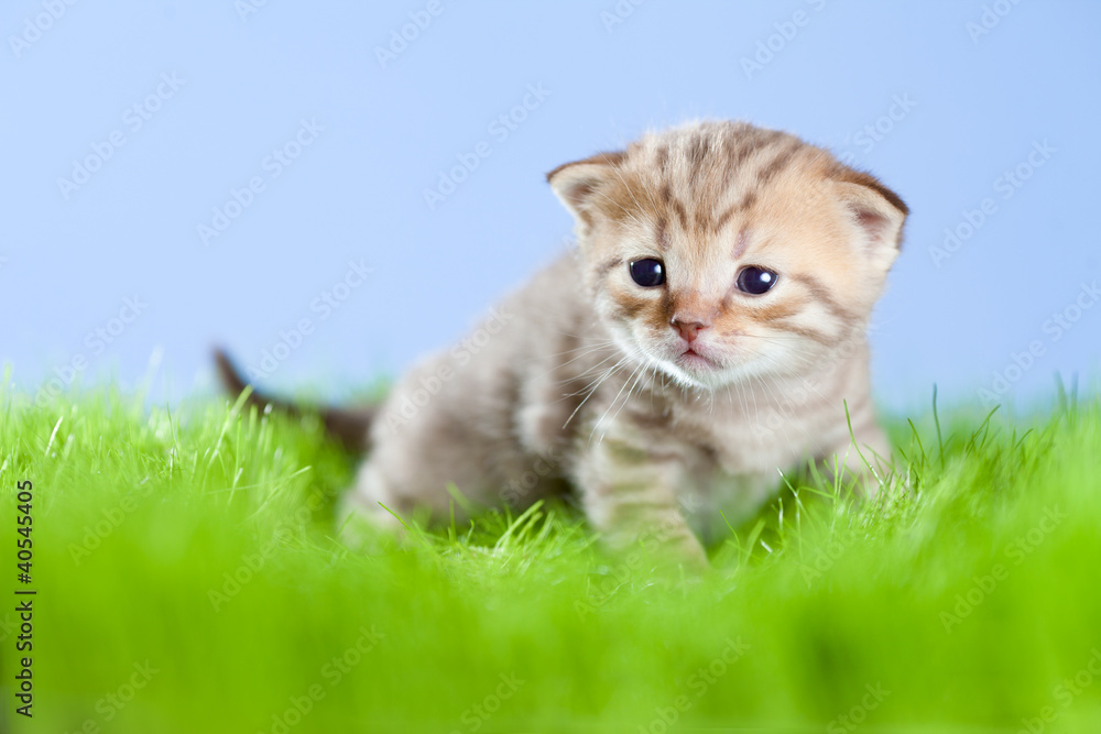 little tabby kitten Scottish on green grass little tabby kitten Scottish on green grass