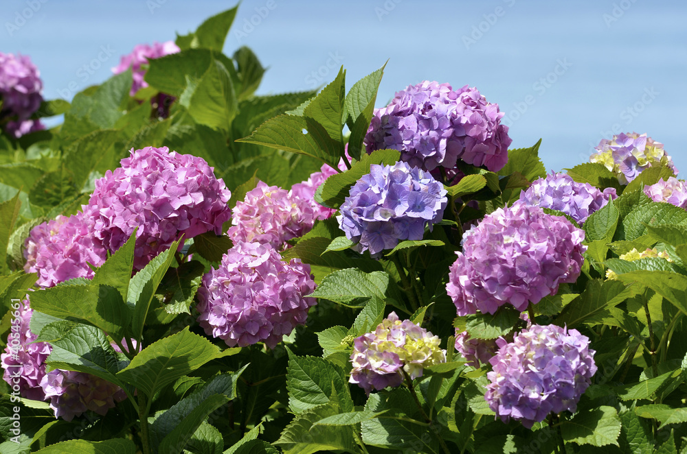 Closeup of red Hydrangea macrophylla flowers (or hortensia) Closeup of red Hydrangea macrophylla flowers (or hortensia)