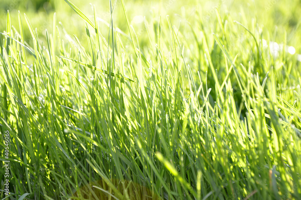 Obraz premium Grass