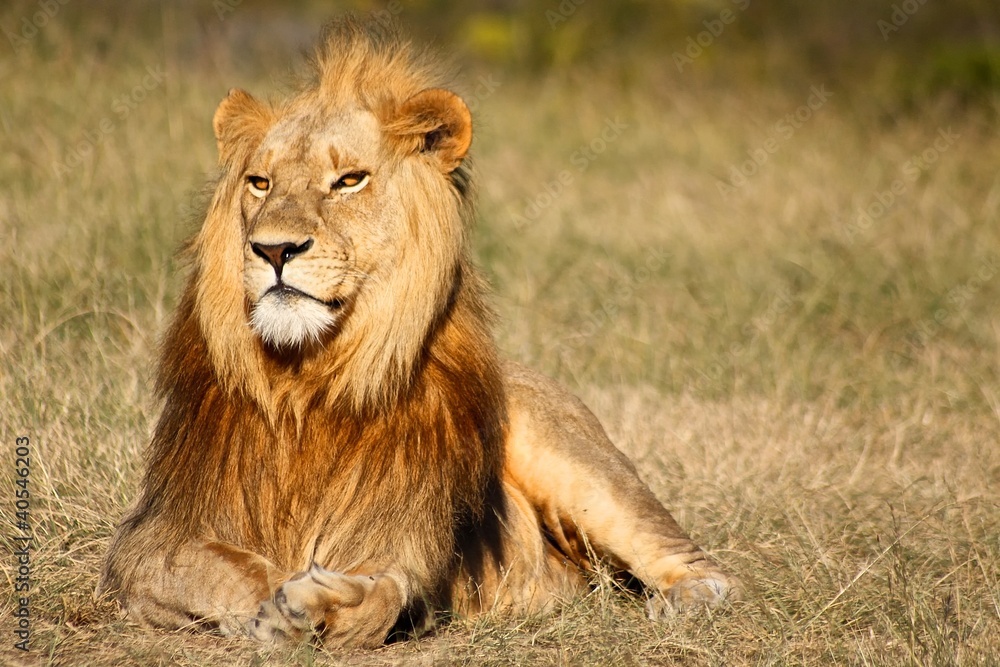 Male Lion in Kruger National Park