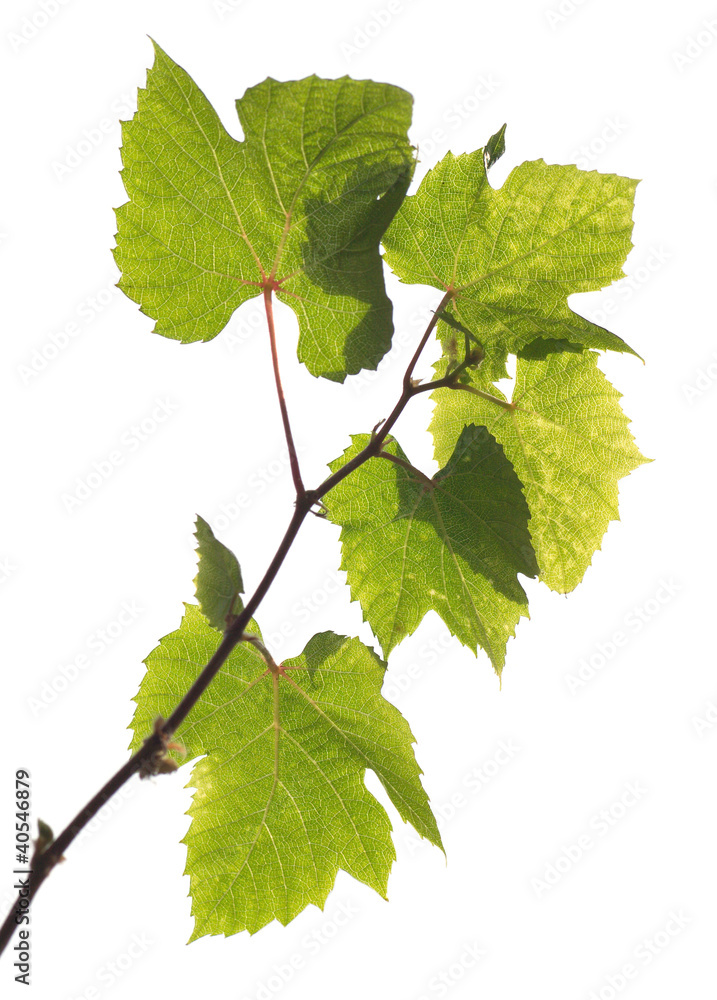 Young grape branch with green leaves isolated on white Young grape branch with green leaves isolated on white