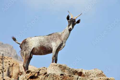 goat on the rock