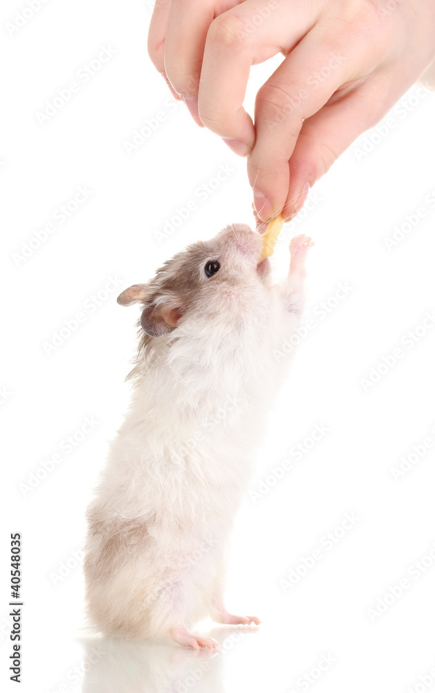 Cute hamster standing isolated white Stock Photo | Adobe Stock