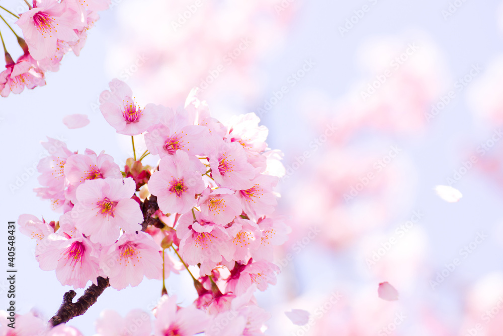 Obraz premium 満開の桜
